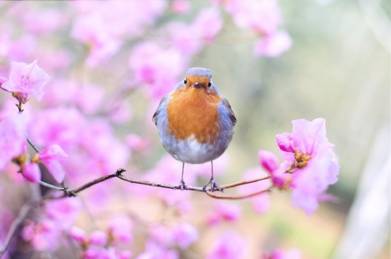 モモの木と小鳥